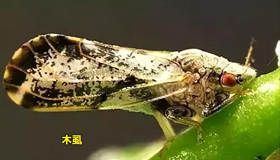 柑橘木虱防治方法_红蜘蛛发生规律_基于r语言的中国柑橘主要病虫害空间分布图