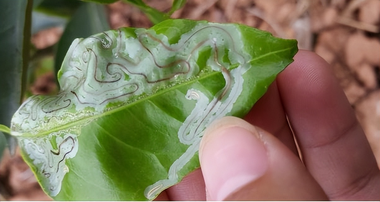 基于r语言的中国柑橘主要病虫害空间分布图_柑橘木虱防治方法_红蜘蛛发生规律