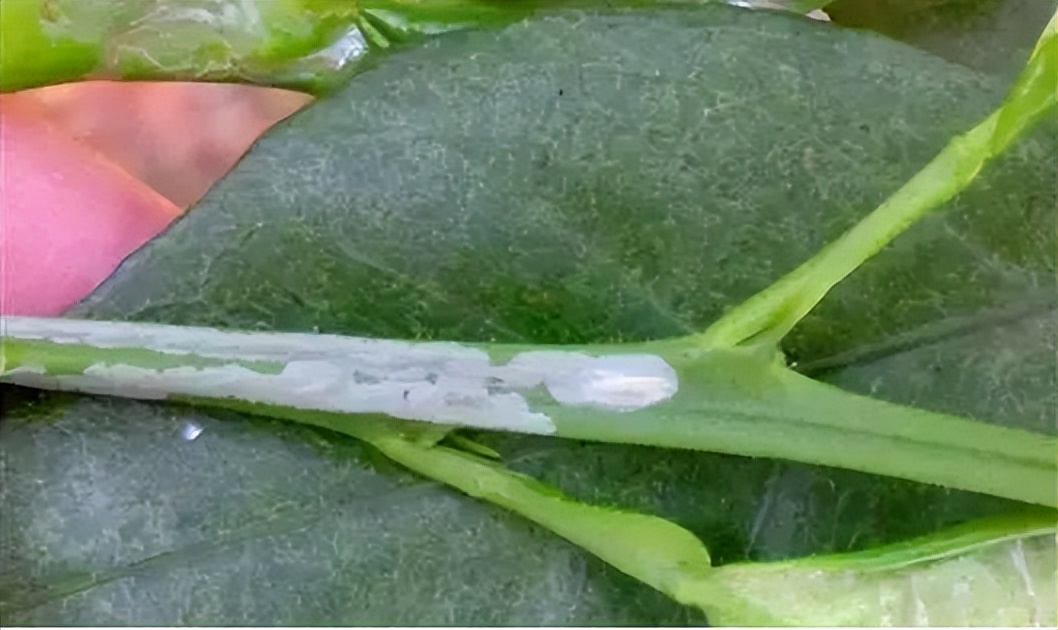 基于r语言的中国柑橘主要病虫害空间分布图_红蜘蛛发生规律_柑橘木虱防治方法