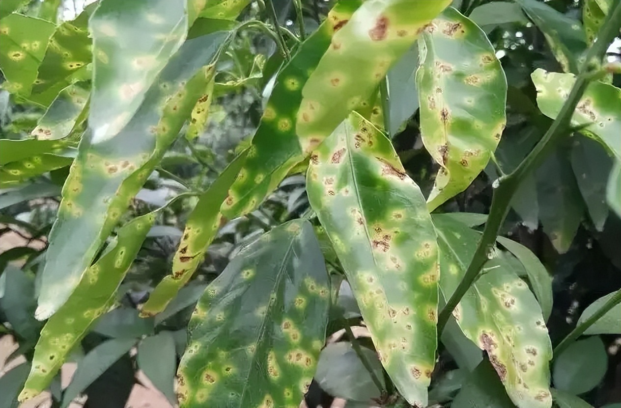 柑橘木虱防治方法_红蜘蛛发生规律_基于r语言的中国柑橘主要病虫害空间分布图