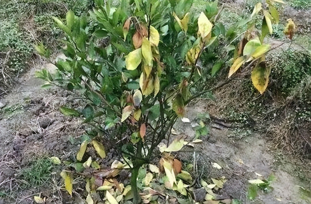 基于r语言的中国柑橘主要病虫害空间分布图_红蜘蛛发生规律_柑橘木虱防治方法