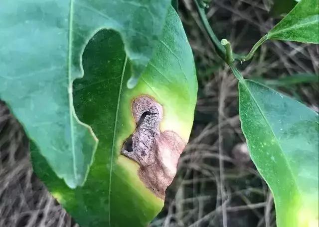 开春后，柑橘需重点盯防的四病五虫，你都知晓吗？