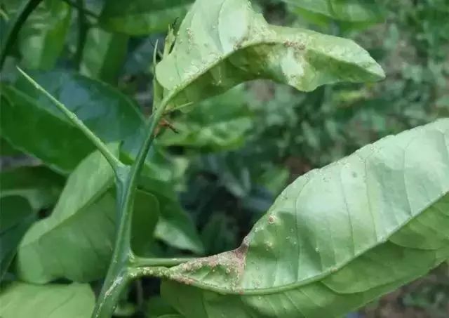 基于r语言的中国柑橘主要病虫害空间分布图_炭疽病疮痂病褐斑病砂皮病防控_柑橘春梢期病害防治