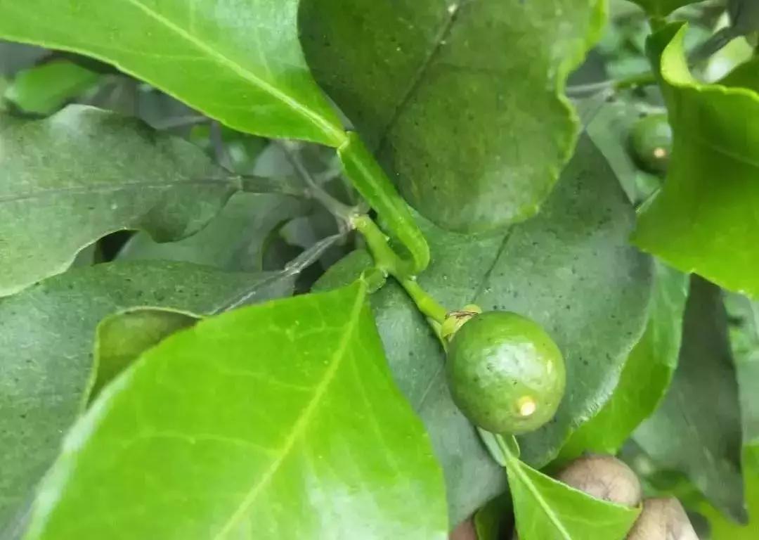 柑橘春梢期病害防治_炭疽病疮痂病褐斑病砂皮病防控_基于r语言的中国柑橘主要病虫害空间分布图