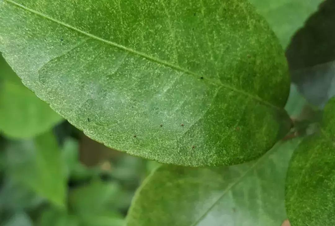 炭疽病疮痂病褐斑病砂皮病防控_基于r语言的中国柑橘主要病虫害空间分布图_柑橘春梢期病害防治