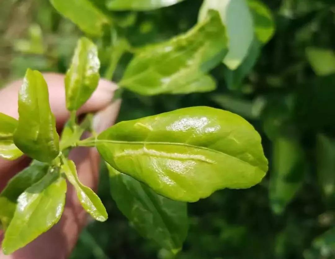 基于r语言的中国柑橘主要病虫害空间分布图_炭疽病疮痂病褐斑病砂皮病防控_柑橘春梢期病害防治