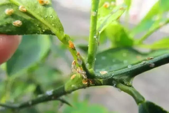 炭疽病疮痂病褐斑病砂皮病防控_柑橘春梢期病害防治_基于r语言的中国柑橘主要病虫害空间分布图