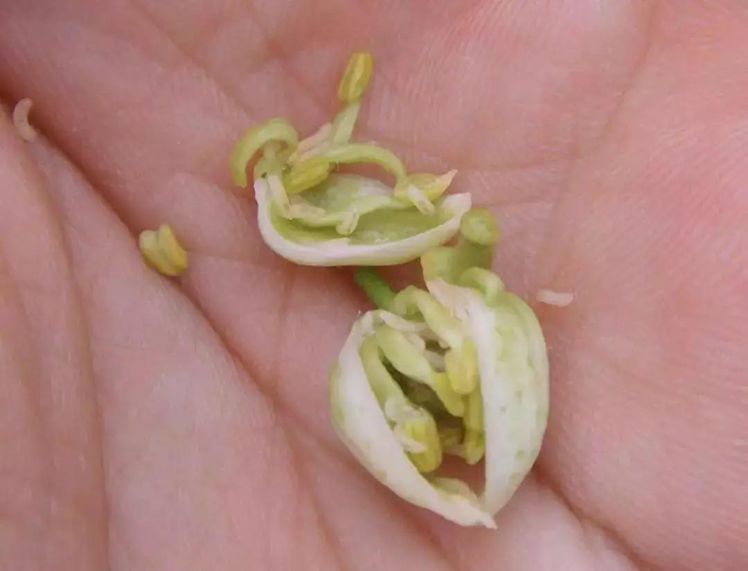 炭疽病疮痂病褐斑病砂皮病防控_基于r语言的中国柑橘主要病虫害空间分布图_柑橘春梢期病害防治