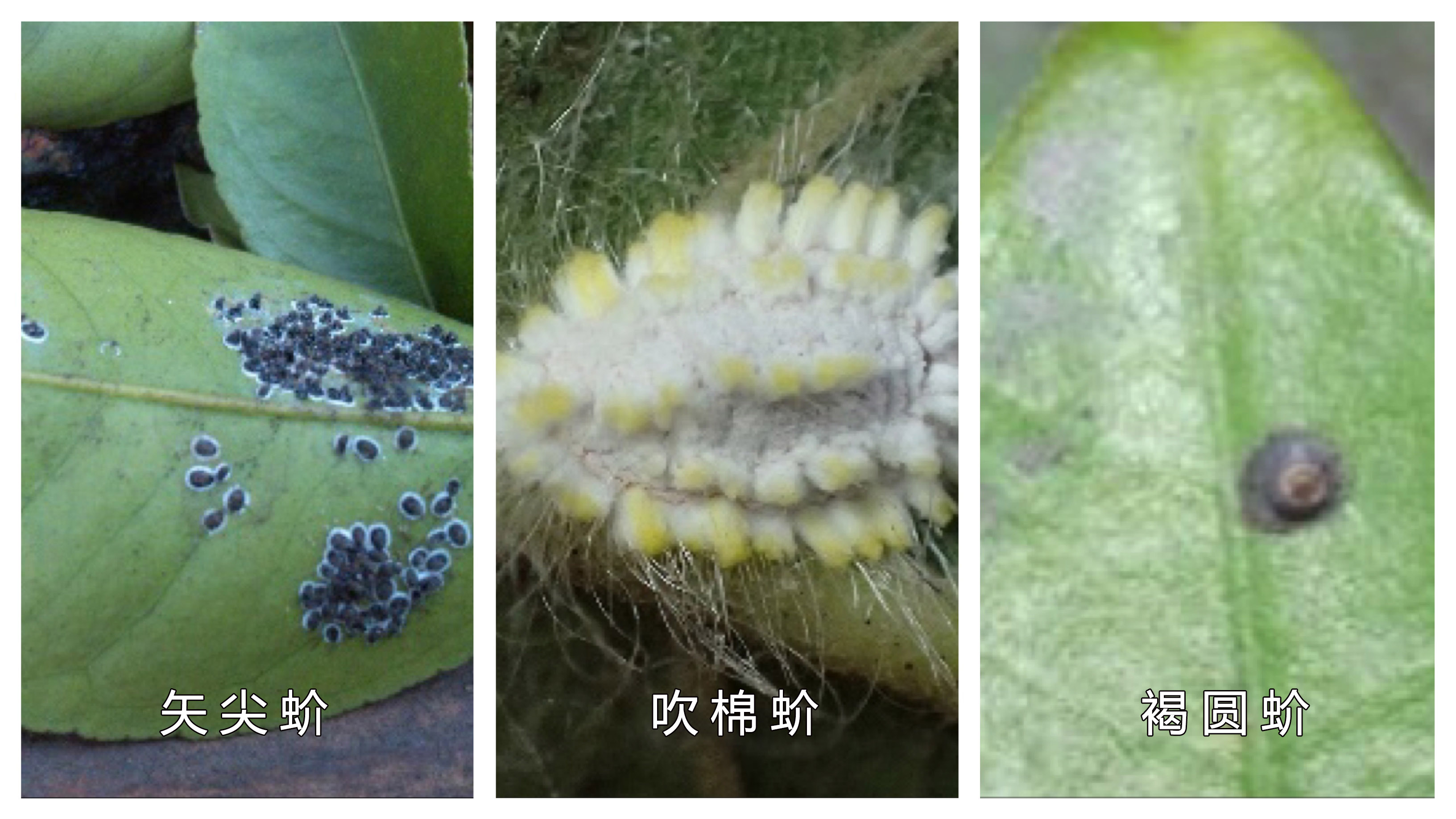 基于r语言的中国柑橘主要病虫害空间分布图_柑橘常见虫害种类_柑橘病虫害防治方法