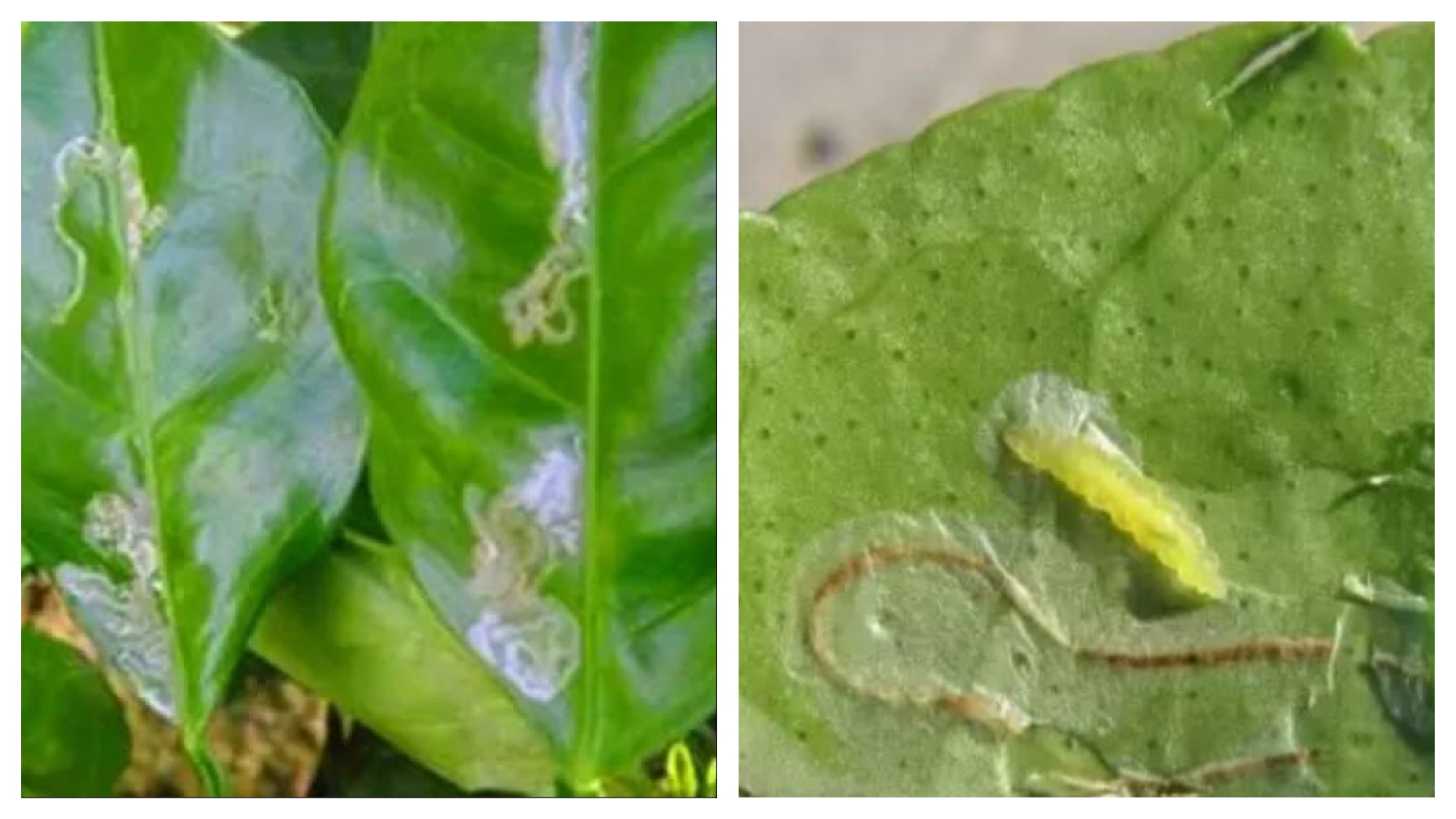 基于r语言的中国柑橘主要病虫害空间分布图_柑橘病虫害防治方法_柑橘常见虫害种类