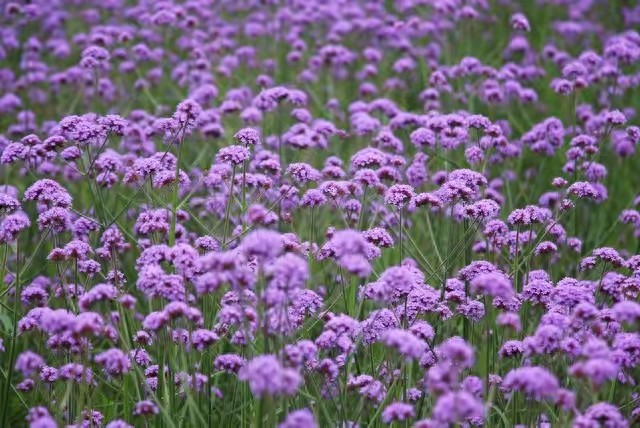 kiayun手机版登录.v1008.点进白给你1888.中国 遇见你，是我一生最美的幸福，愿我们的爱如星辰般永恒不灭