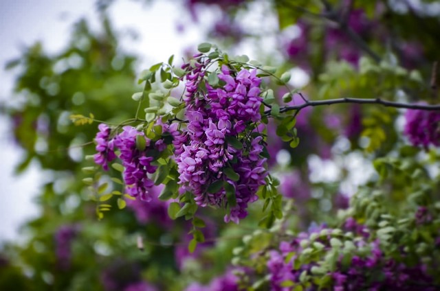 三十六计生活应用实例_三十六计树上开花含义_三十六计树上开花历史案例