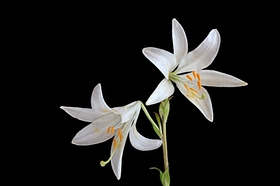 感觉器官灵敏度_知觉特征分析_知觉的基本特征 生活应用