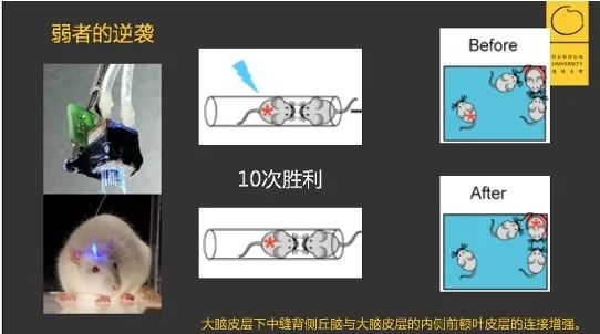 心理学习得性无助_心理学胜利者效应_心理助你成功