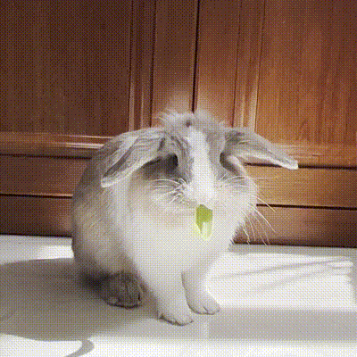 iPhone制作GIF动图_苹果相册编辑制作GIF_苹果手机怎么弄动态视频