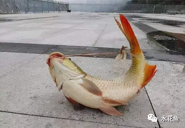 鱼类皮肤病种类及其皮肤溃烂病的探讨与防治