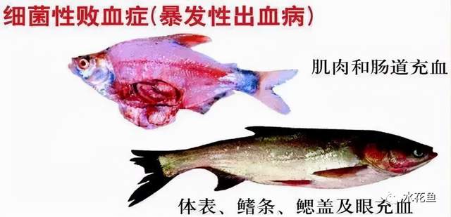 痘疮病_鱼类皮肤功能_鱼类皮肤病种类及危害