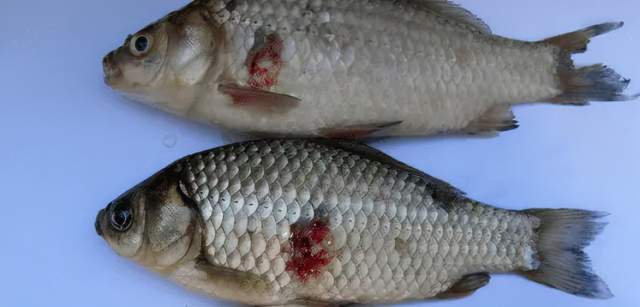 鱼类皮肤病种类及危害_鱼类皮肤功能_痘疮病