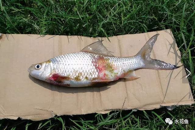 鱼类皮肤功能_痘疮病_鱼类皮肤病种类及危害