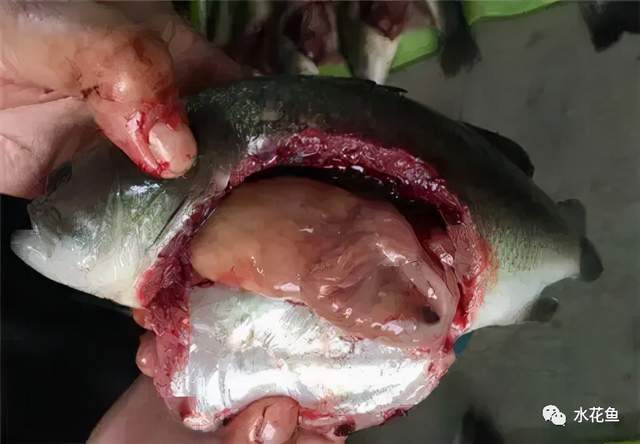 痘疮病_鱼类皮肤功能_鱼类皮肤病种类及危害