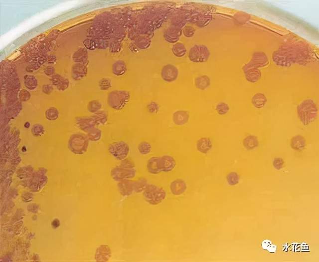 鱼类皮肤病种类及危害_鱼类皮肤功能_痘疮病