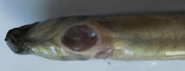 鱼类皮肤功能_痘疮病_鱼类皮肤病种类及危害