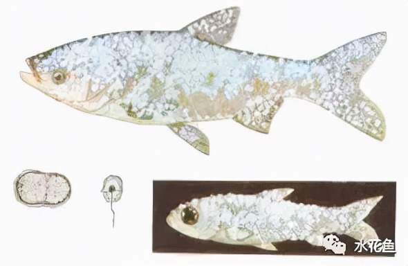 鱼类皮肤功能_痘疮病_鱼类皮肤病种类及危害