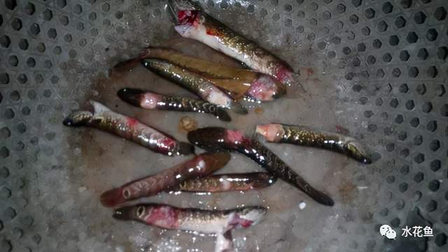 痘疮病_鱼类皮肤病种类及危害_鱼类皮肤功能