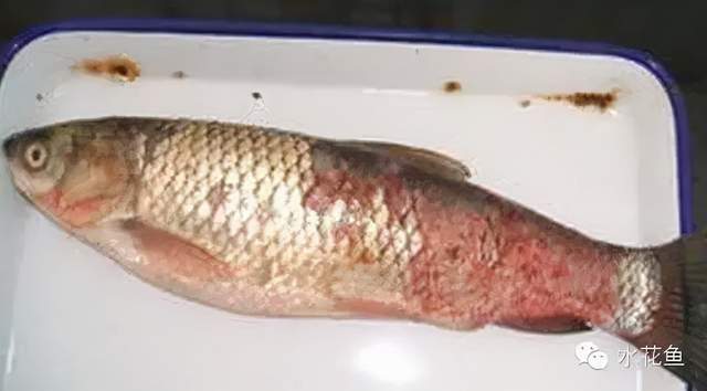鱼类皮肤病种类及危害_鱼类皮肤功能_痘疮病