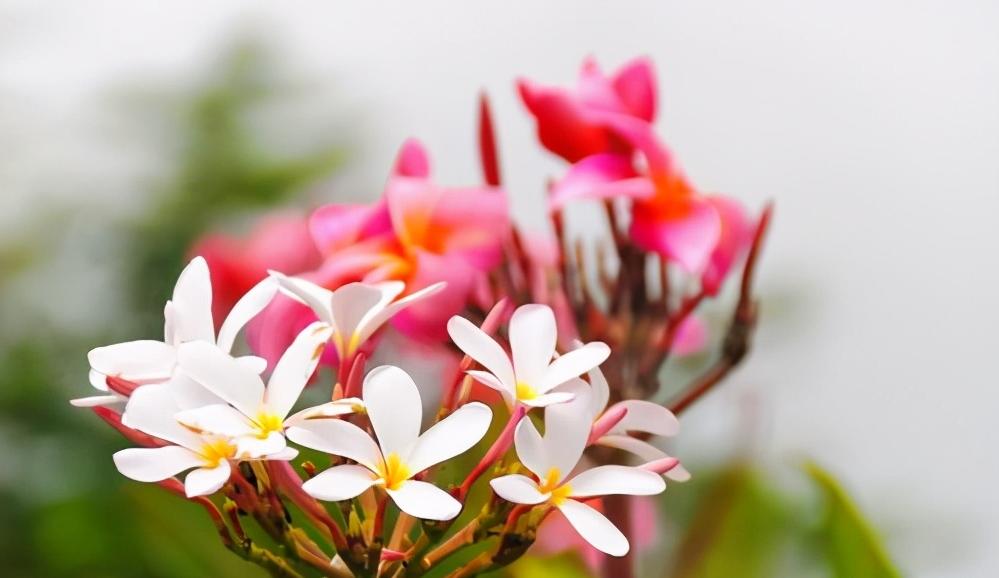 蔡格尼克记忆效应爱情应用_蔡格尼克效应生活应用_爱情慢炖吸引力