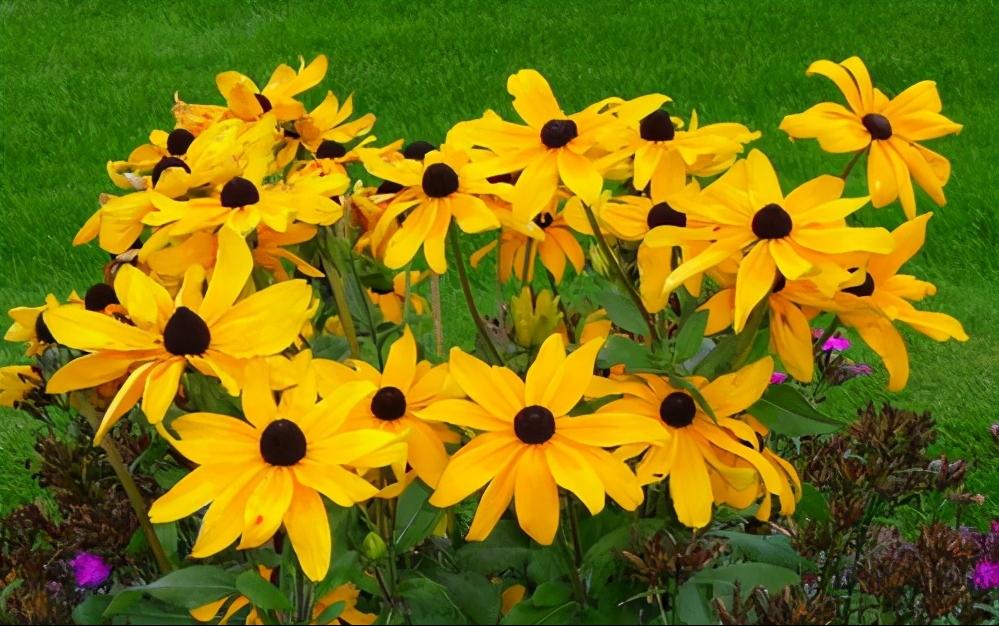 蔡格尼克记忆效应爱情应用_爱情慢炖吸引力_蔡格尼克效应生活应用