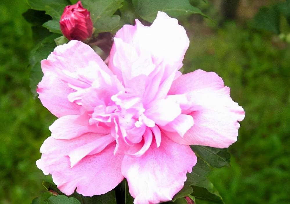 蔡格尼克记忆效应爱情应用_爱情慢炖吸引力_蔡格尼克效应生活应用