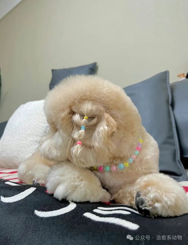 妹子养到小马宝莉真狗版，不是…这也太可爱了！