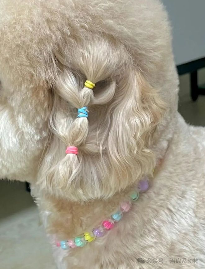 小马宝莉真狗版_小马宝莉游戏专题_小马宝莉宠物装扮