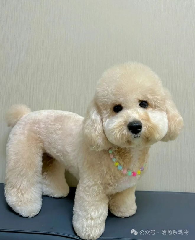 小马宝莉真狗版_小马宝莉宠物装扮_小马宝莉游戏专题