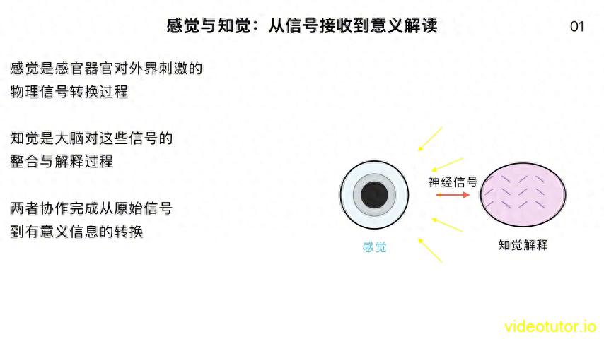 2.1感知觉与注意-感觉与知觉的“分工与协作”