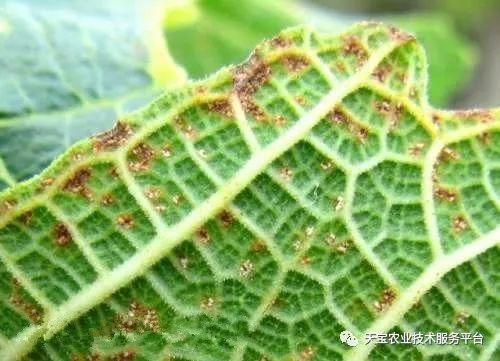 无花果防虫技术_无花果的虫害防治_防治虫害无花果的药