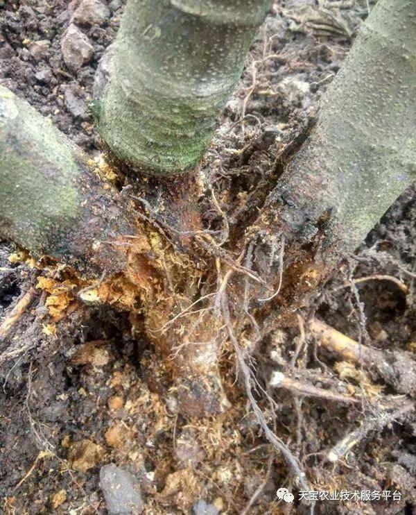 无花果防虫技术_防治虫害无花果的药_无花果的虫害防治