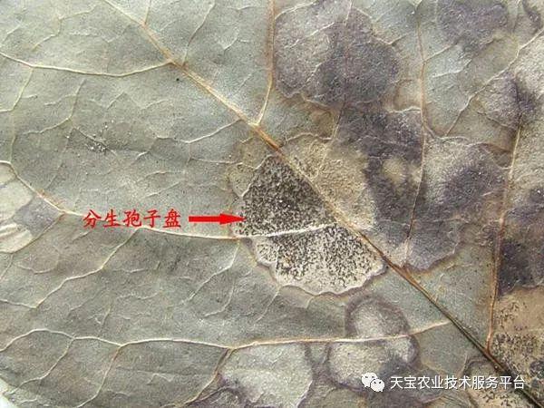 无花果防虫技术_防治虫害无花果的药_无花果的虫害防治