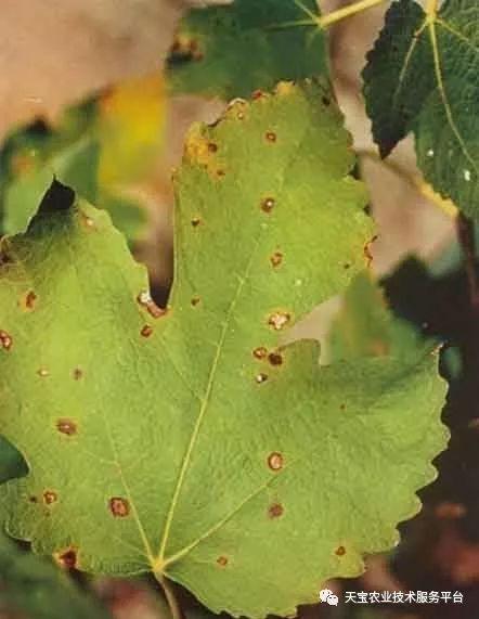 无花果的虫害防治_无花果防虫技术_防治虫害无花果的药
