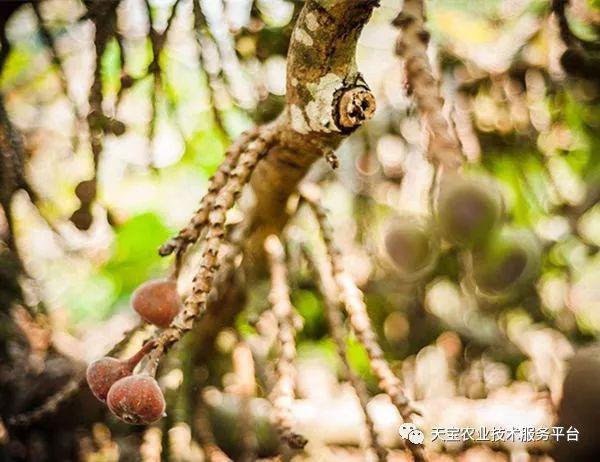 无花果的虫害防治_无花果防虫技术_防治虫害无花果的药