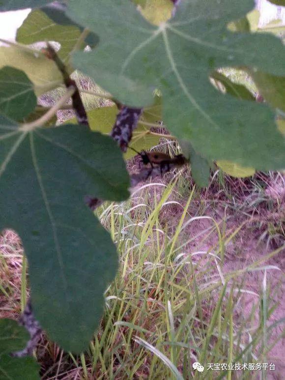 防治虫害无花果的药_无花果防虫技术_无花果的虫害防治