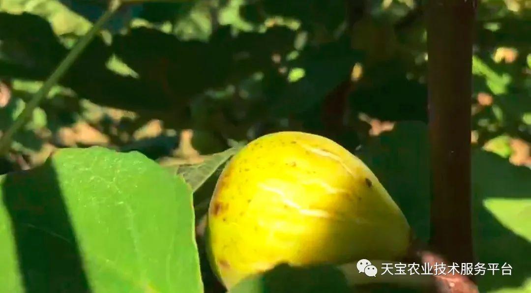 防治虫害无花果的药_无花果的虫害防治_无花果防虫技术