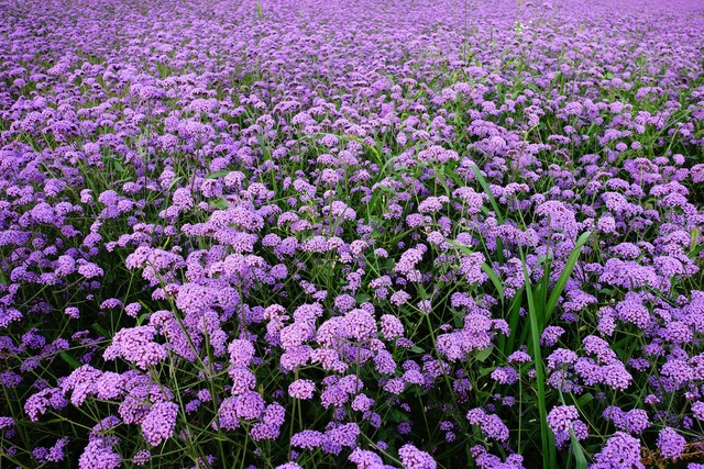  孩子磨蹭原因分析 __蔡格尼克效应生活应用