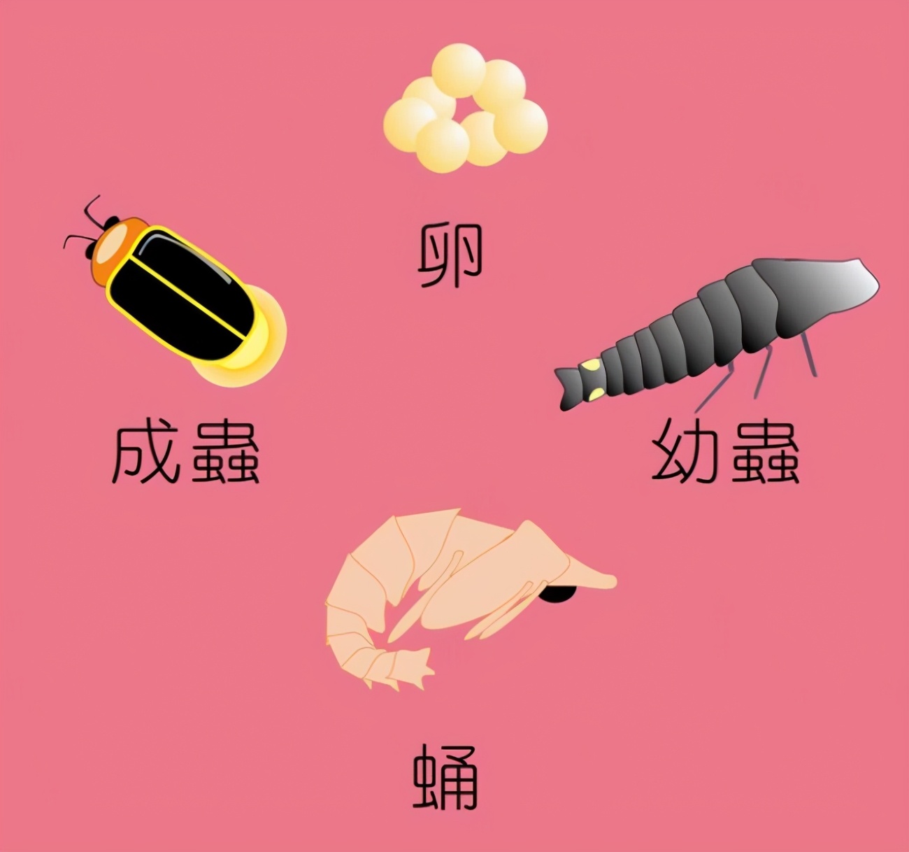 萤火虫灭绝原因_萤火虫保护方法_萤火虫的图片大全大图