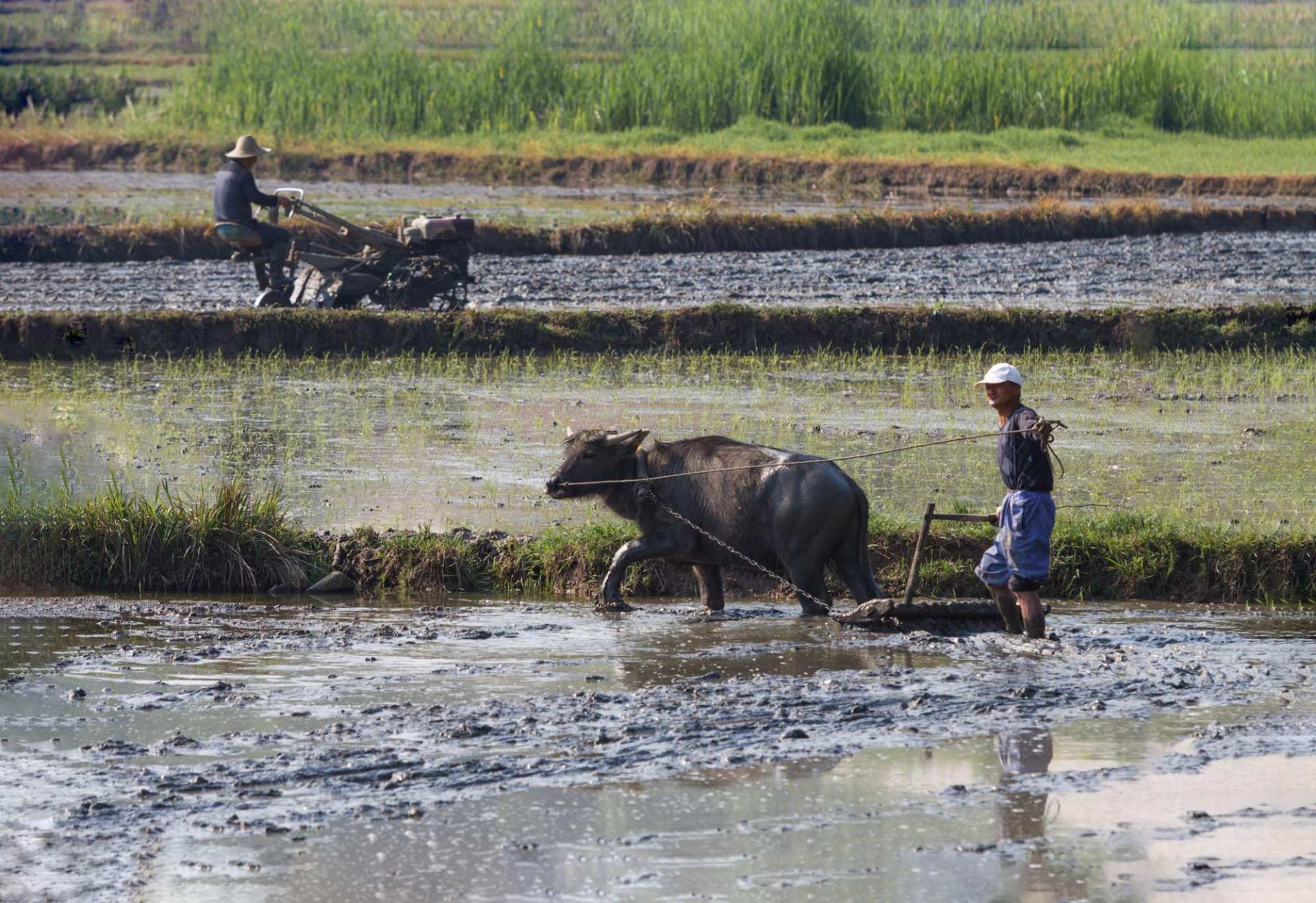 萤火虫的图片大全大图_萤火虫保护方法_萤火虫灭绝原因