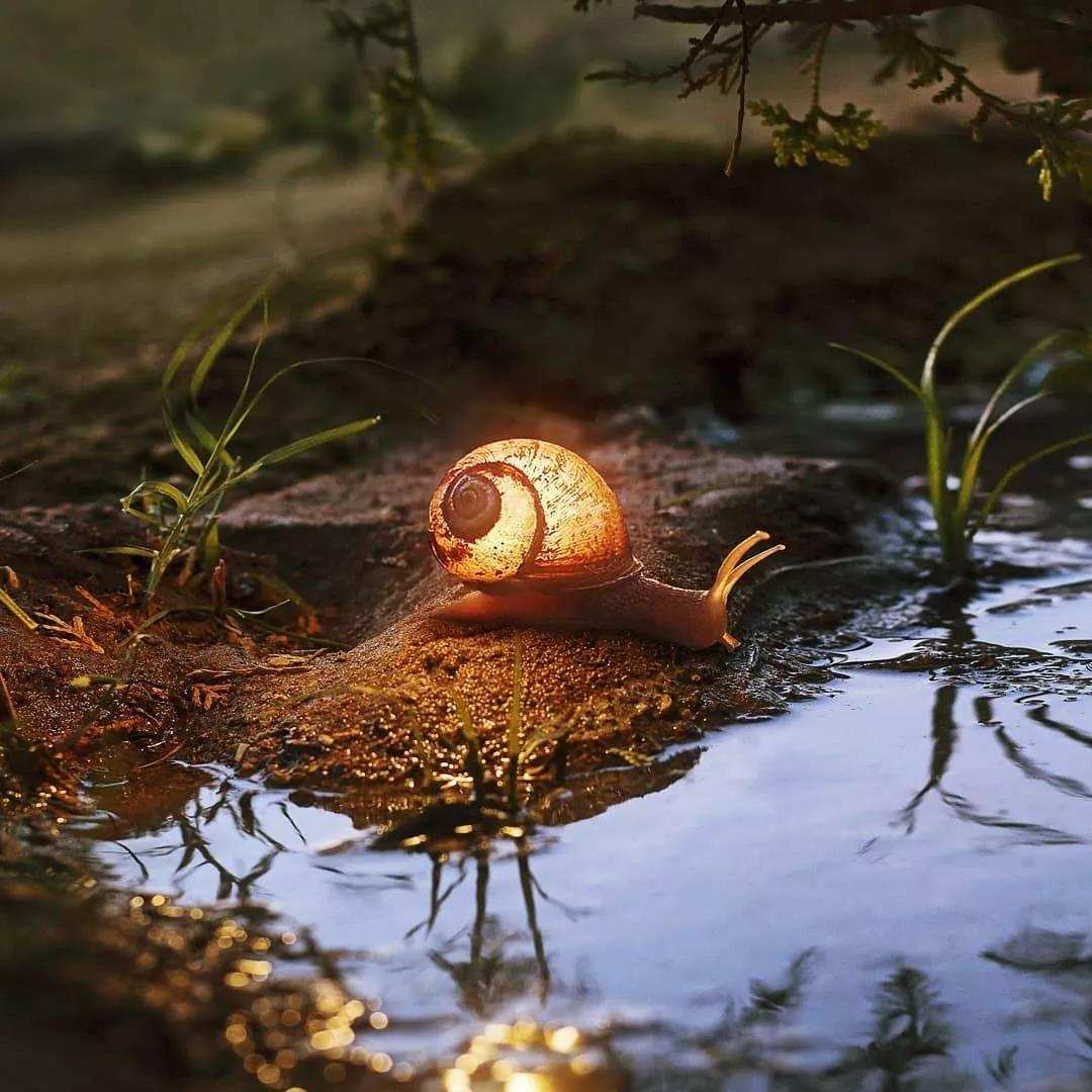 萤火虫的图片大全大图_萤火虫保护方法_萤火虫灭绝原因