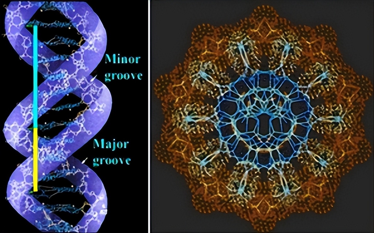 斐波那契数列与黄金分割_斐波那契数列在自然界中的应用_斐波那契数列生活应用