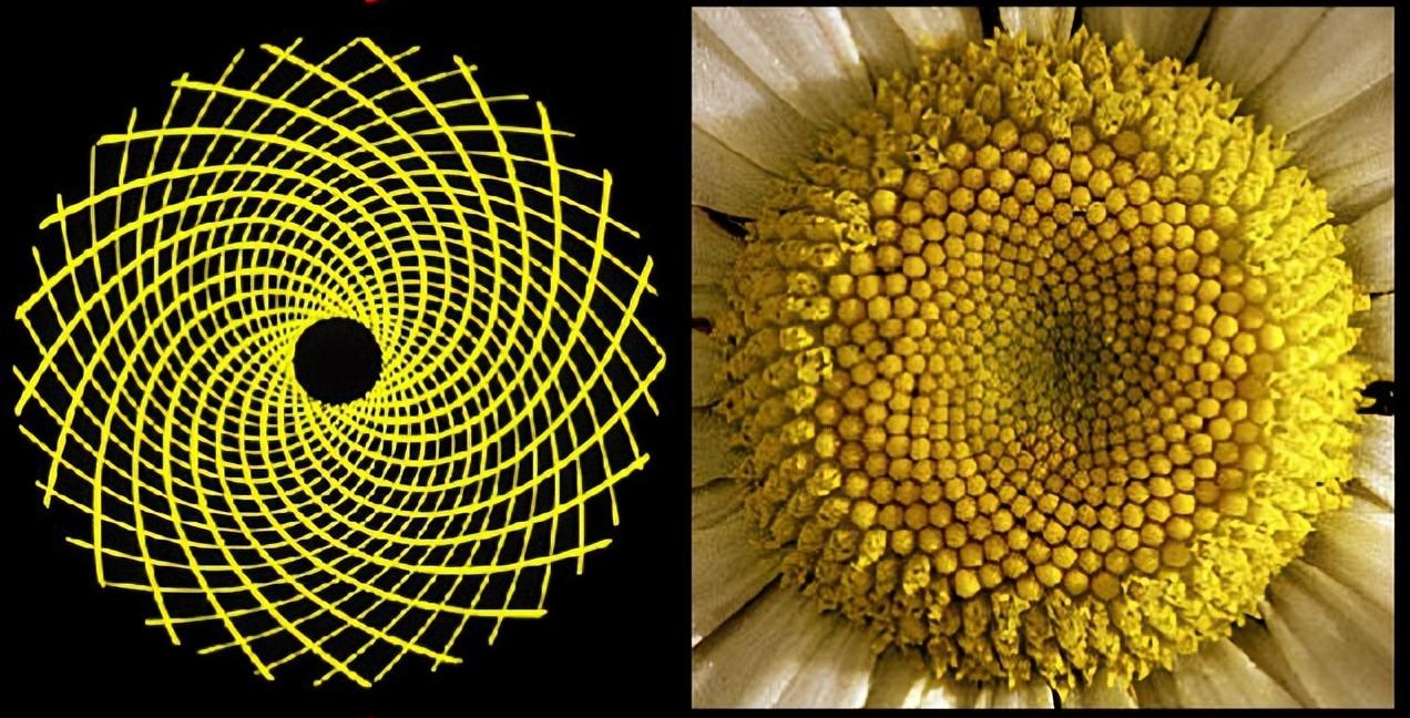 斐波那契数列在自然界中的应用_斐波那契数列生活应用_斐波那契数列与黄金分割