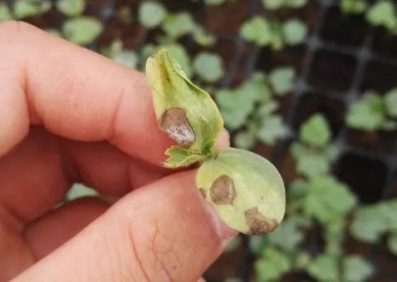 西瓜病害辨识要点_西瓜病害的防治_西瓜炭疽病防治药剂